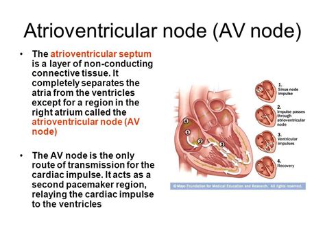 av junction box|where is atrioventricular node located.